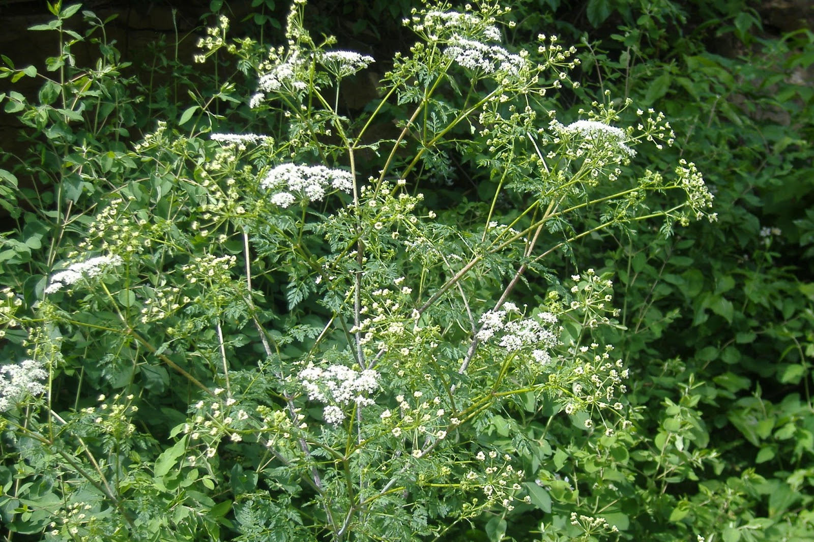West Virginia Native WildflowersThe Big Year, 2013 June