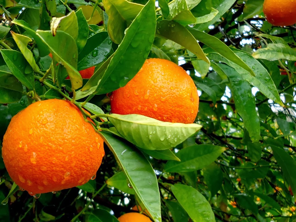 Orange Fruit and Its Origins Information about crops