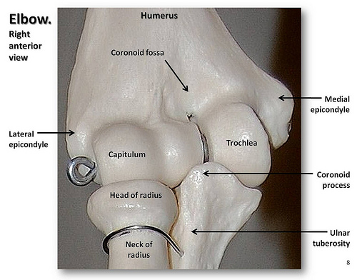 Human Skeleton Elbow