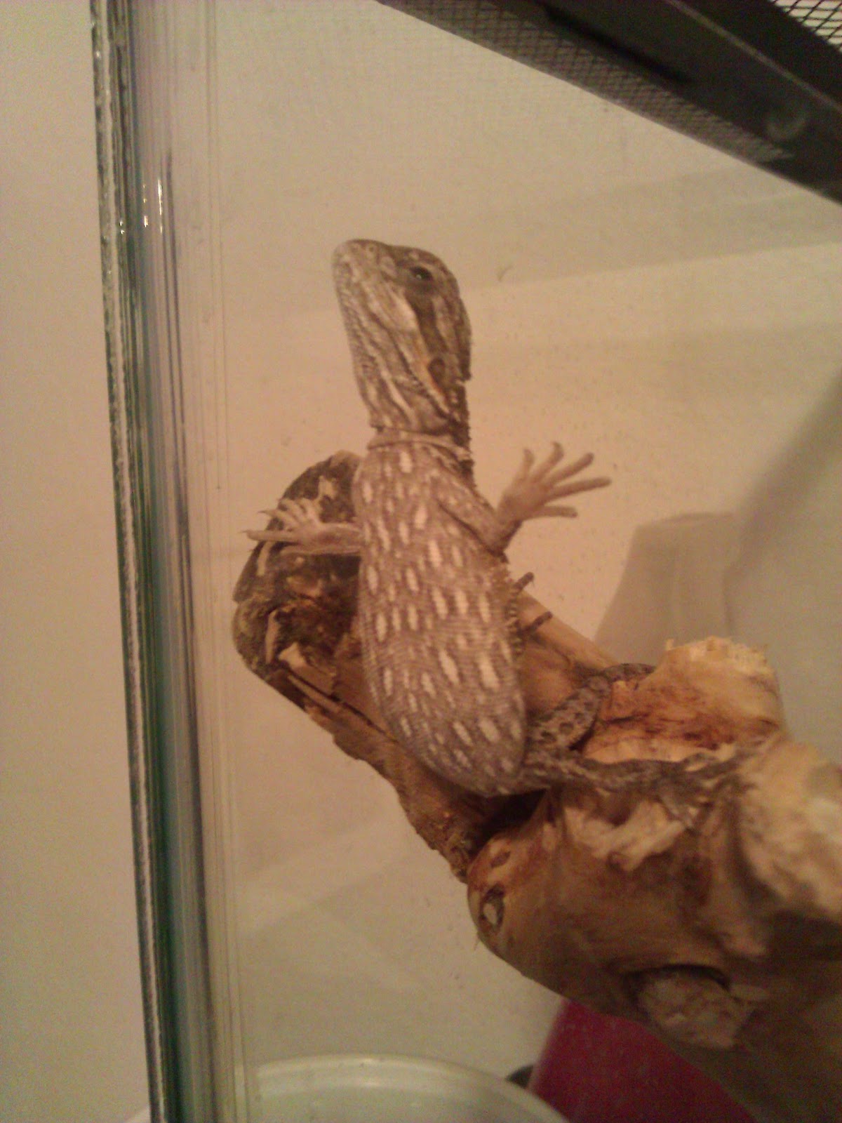 bearded-dragon-turning-yellow-1.jpg