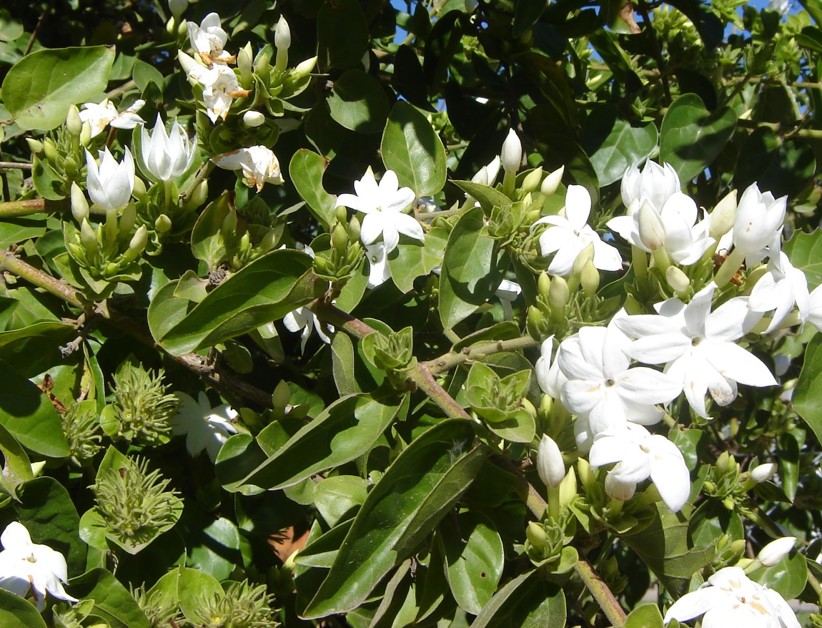 v e r d e c h a c o Jazmín árabe / Diamela / Sampaguita