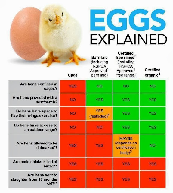 Your Spanish Recipes About eggs