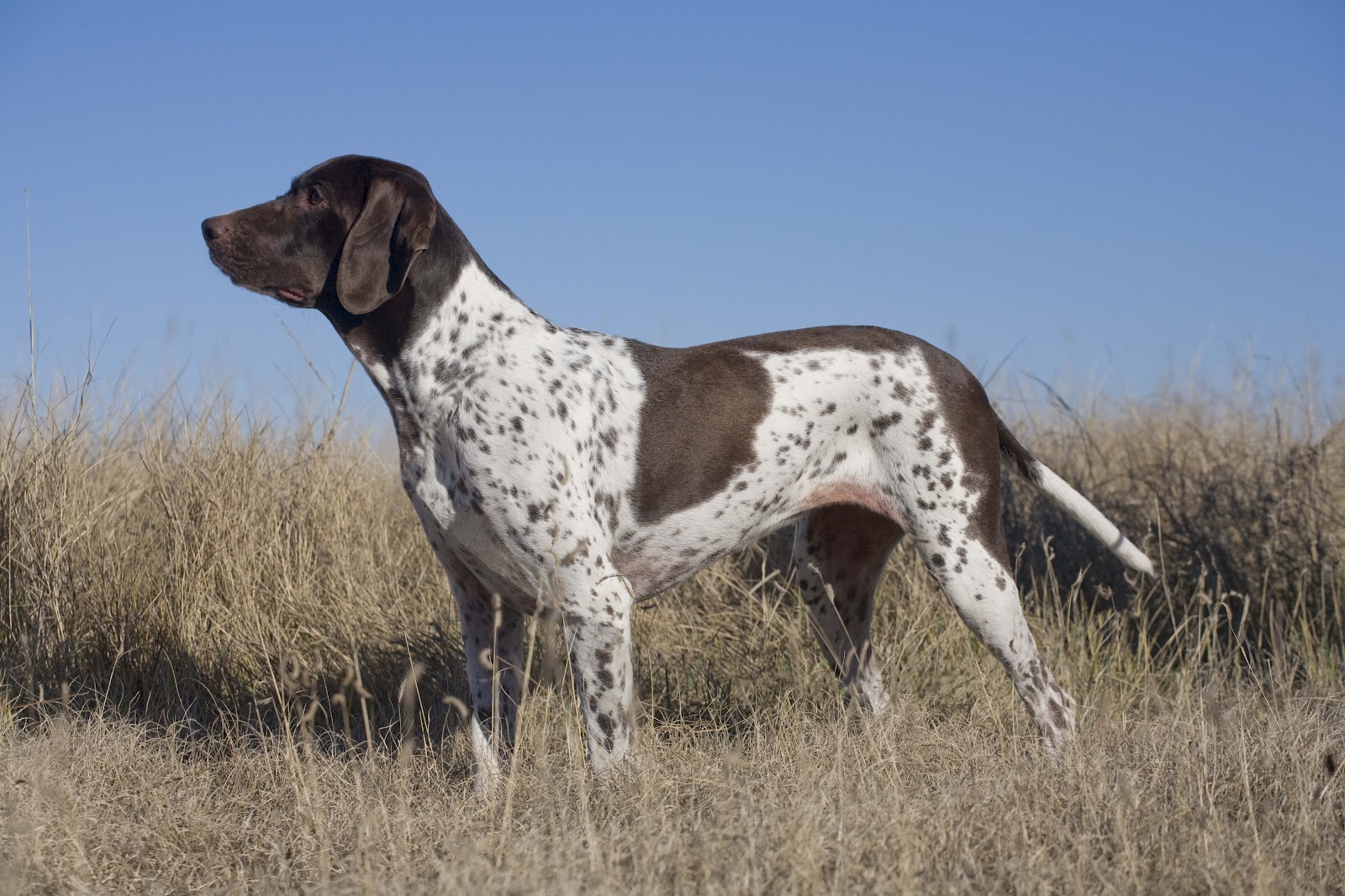 pointer breeds european breeds breeds picture pointer breeds european breeds breeds picture