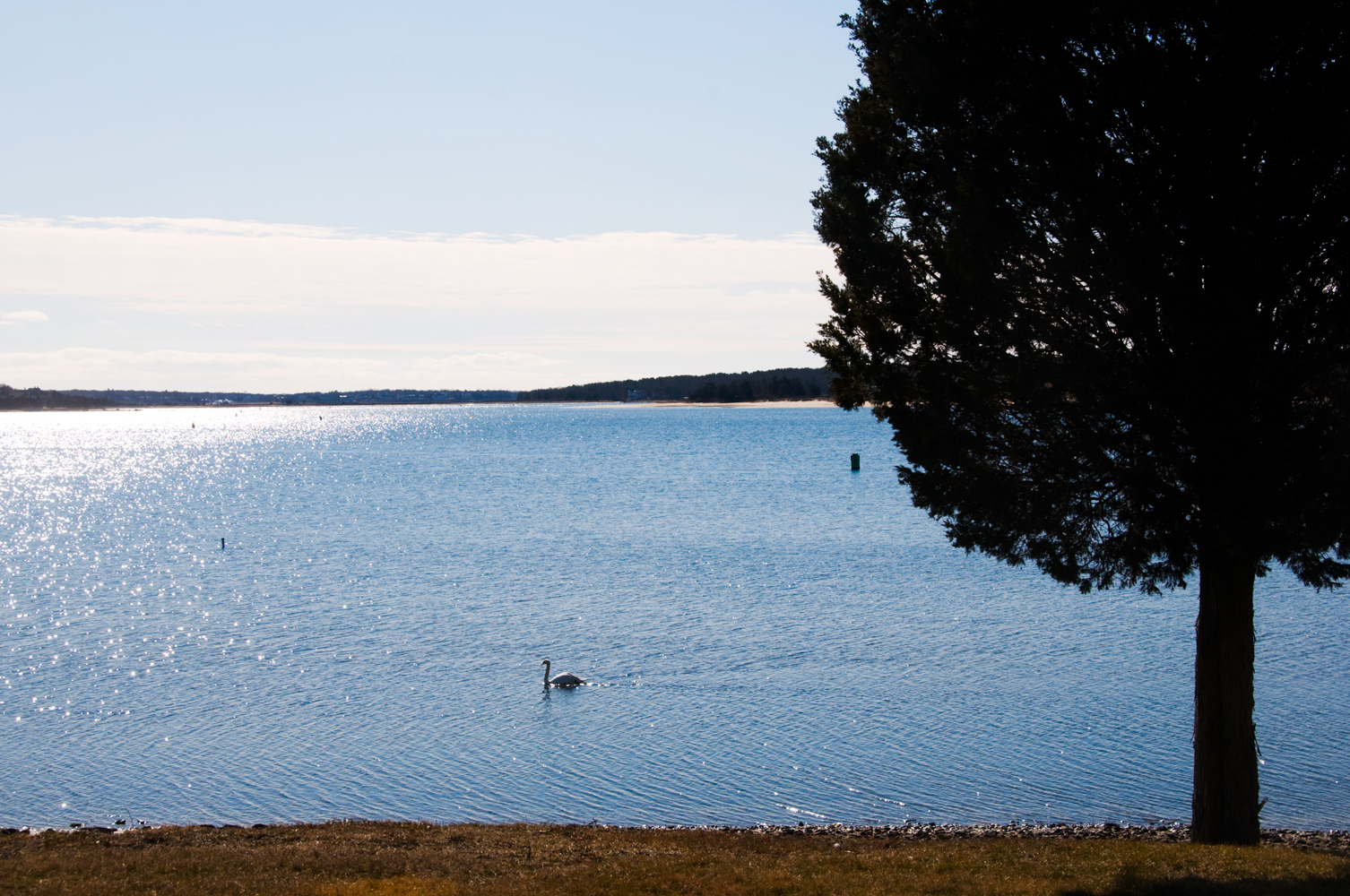 Swan Off