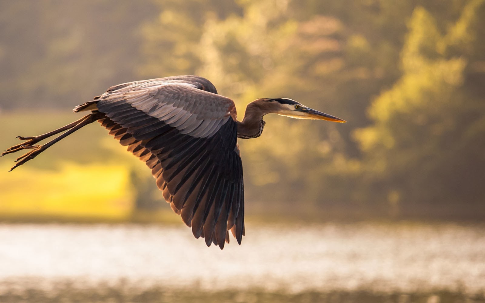 Great Blue Heron Bird Wallpapers - 3D HD Wallpapers