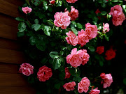 Imágenes de flores y plantas: Rosas planta de rosas 