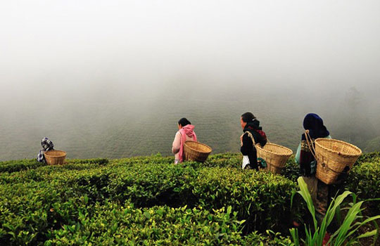 Darjeeling Tea Gardens