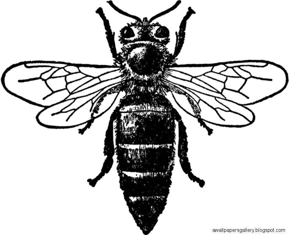 Queen Bee Drawing Queen Bee Drawing