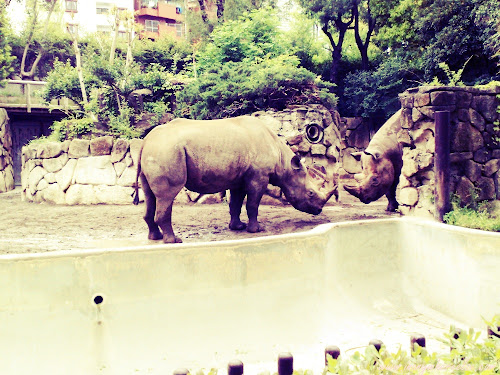 Hippopotamus Ueno Zoo Japan