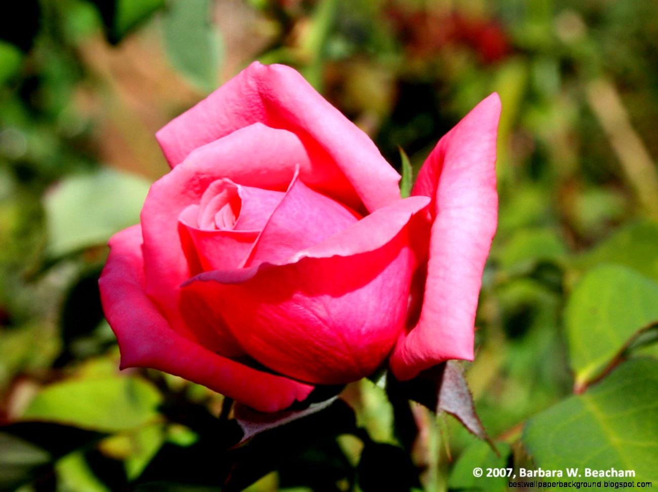 Beauty is a rose bud Life in the Foothills Beauty is a rose bud Life in the Foothills