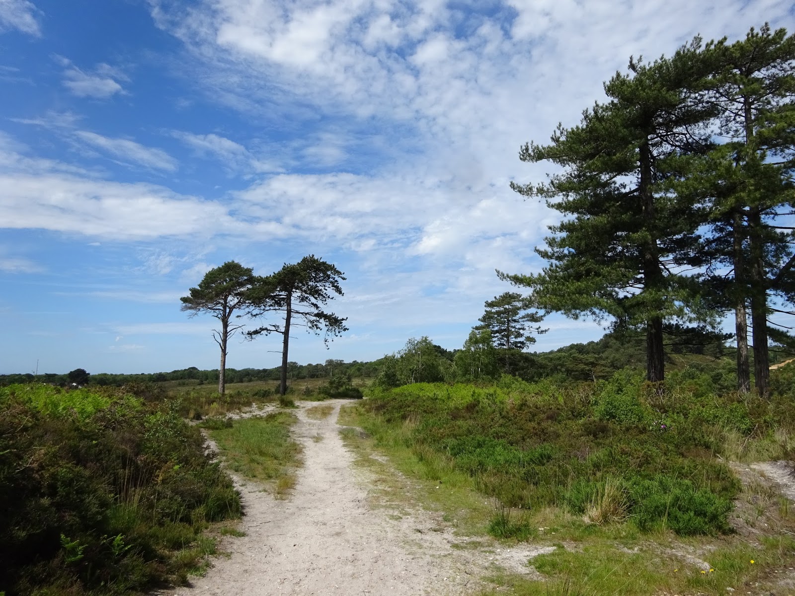 Another day, another walk Canford Heath, Near Poole, Dorset.