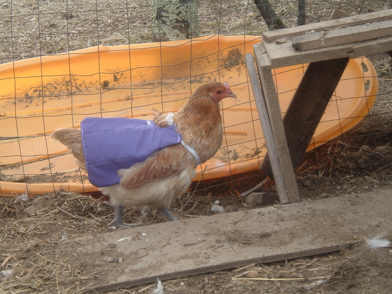 Homespun Inspirations Chicken Saddles and Imaginary Conversation With