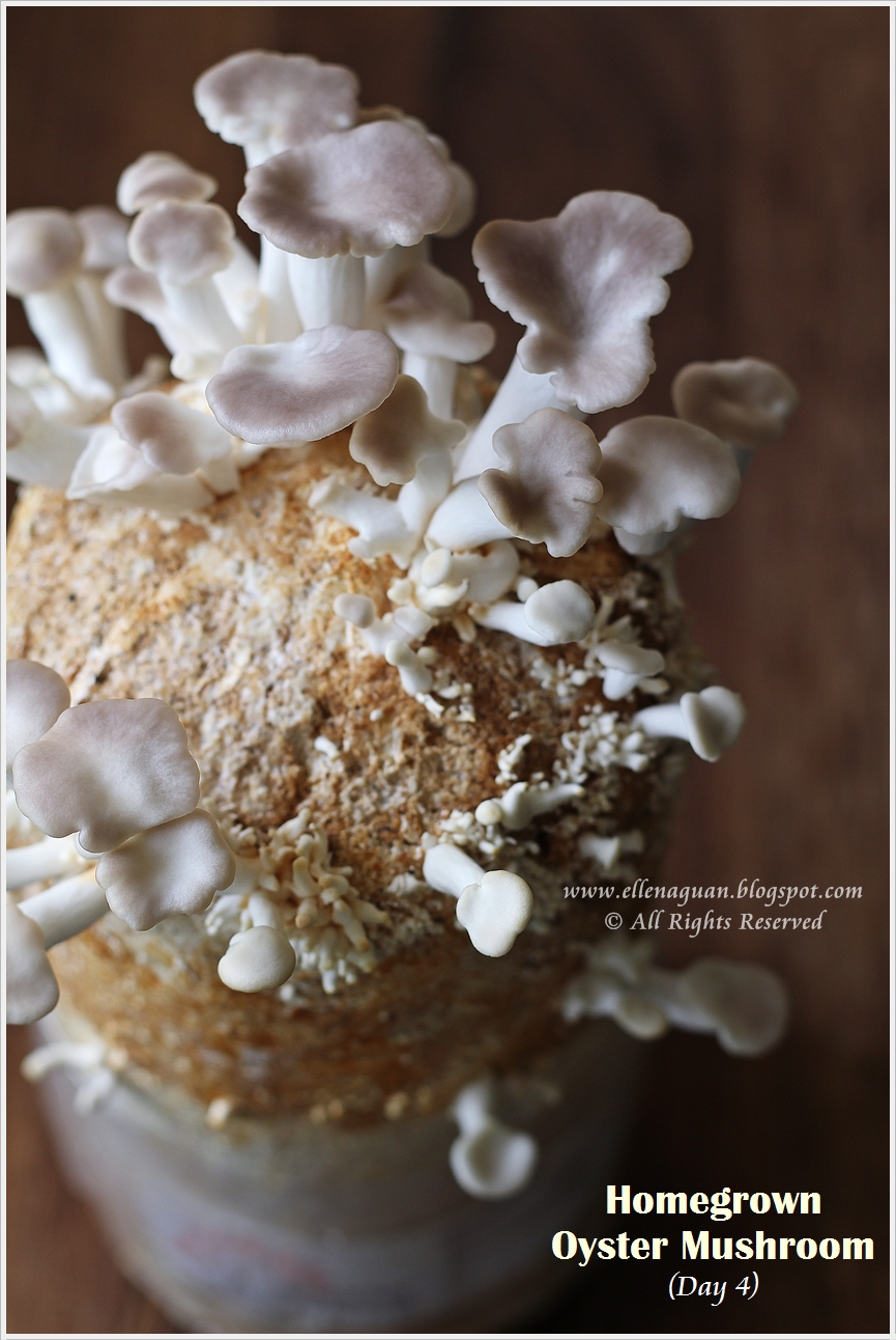 Home Grown Oyster Mushroom