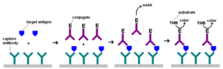 emit assay principle Cell viability and proliferation assays by the proper choice of an assay method depends and intercalates with the dna double helix of the cell to emit. emit assay principle Cell viability and proliferation assays by the proper choice of an assay method depends and intercalates with the dna double helix of the cell to emit.