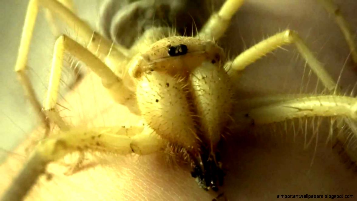 Solifugae Wallpaper 1200x895px 655450 Solifugae Wallpaper 1200x895px 655450