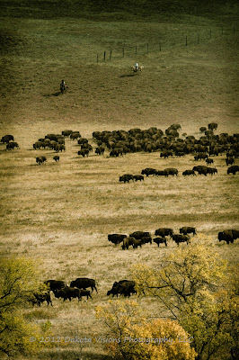 2012 Custer State Park Buffalo Roundup by Dakota Visions Photography LLC www.dakotavisions.com
