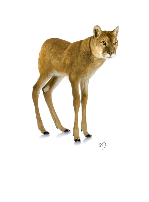 14-Puma-Deer-Sarah-DeRemer-You-Are-what-You-Eat-Photo-Manipulation-www-designstack-co