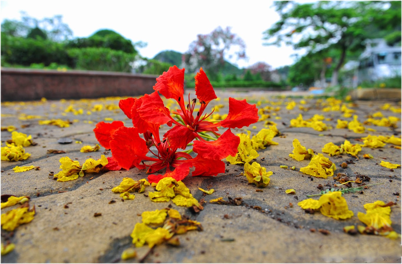 Tải 16 Hình nền Hoa Phượng Đỏ tuyệt đẹp