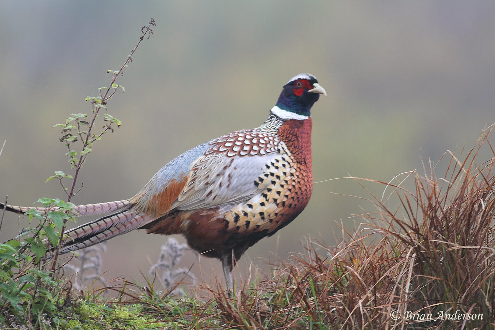 Brian's birding blog Pheasant Facts
