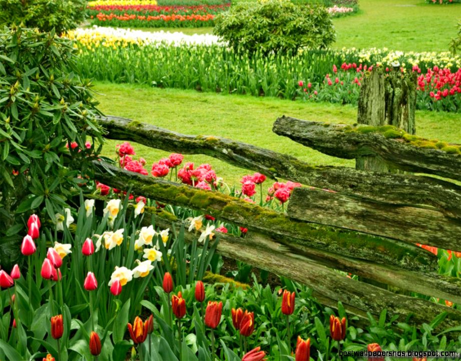 Flower Park wallpapers Crazy Frankenstein Flower Park wallpapers Crazy Frankenstein