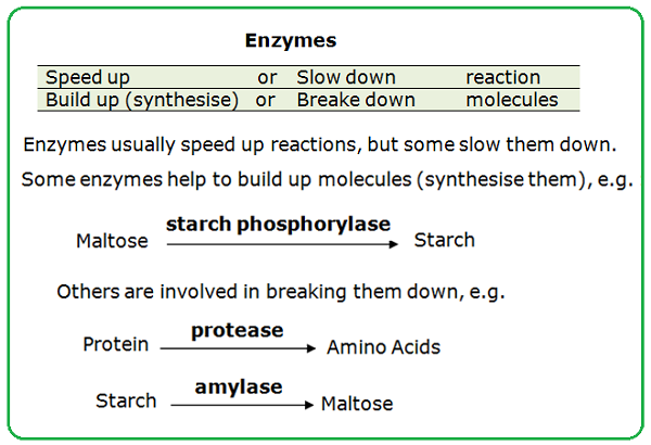 enzymes worksheet igcse