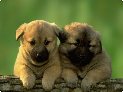 Cute dogs and puppies