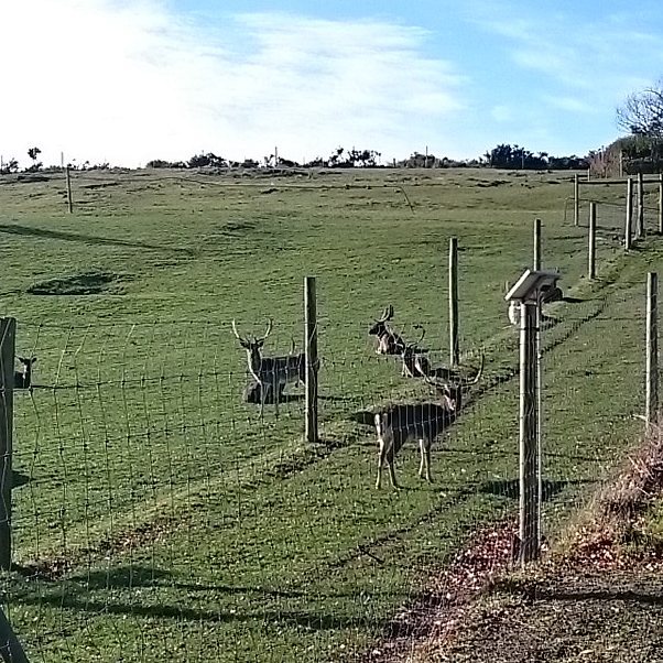 kerrie gurney Craft & Quilt Fair Recap Launceston Tasmania