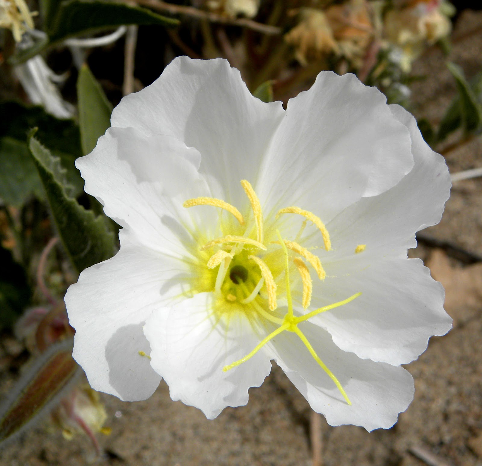 Flower Homes Desert Flowers