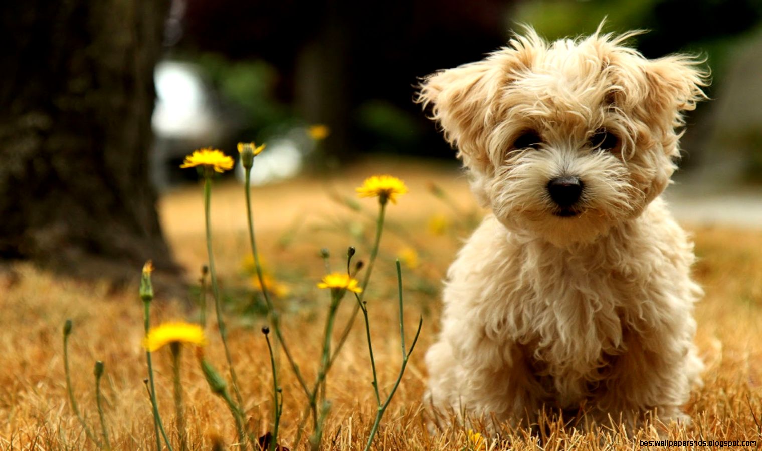 Free Download Kindle Fire HD Wallpapers PPT Garden Free Download Kindle Fire HD Wallpapers PPT Garden