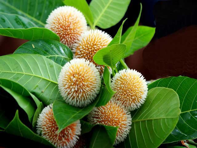 Wallpaper: Kadam Flower "Beauty of Nature"