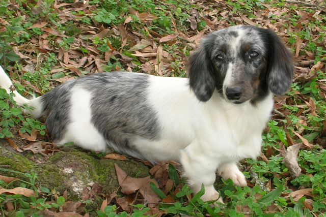 black and tan dapple piebald dachshund