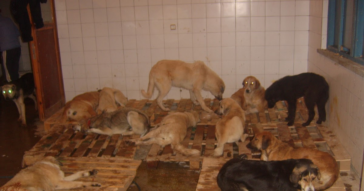 . İğneada’da sokak köpekleri kısırlaştırıldı