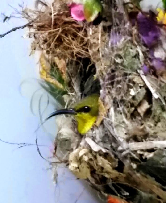 Capture life as I see it Sun Birds & Their Nest