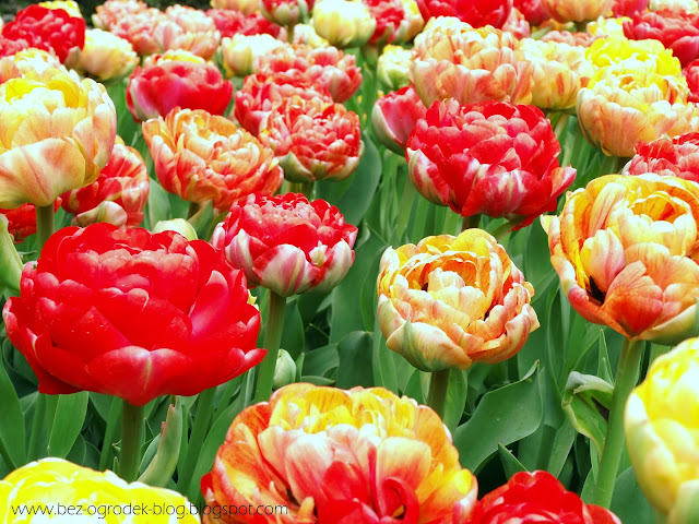 Jak sadzić tulipany? 