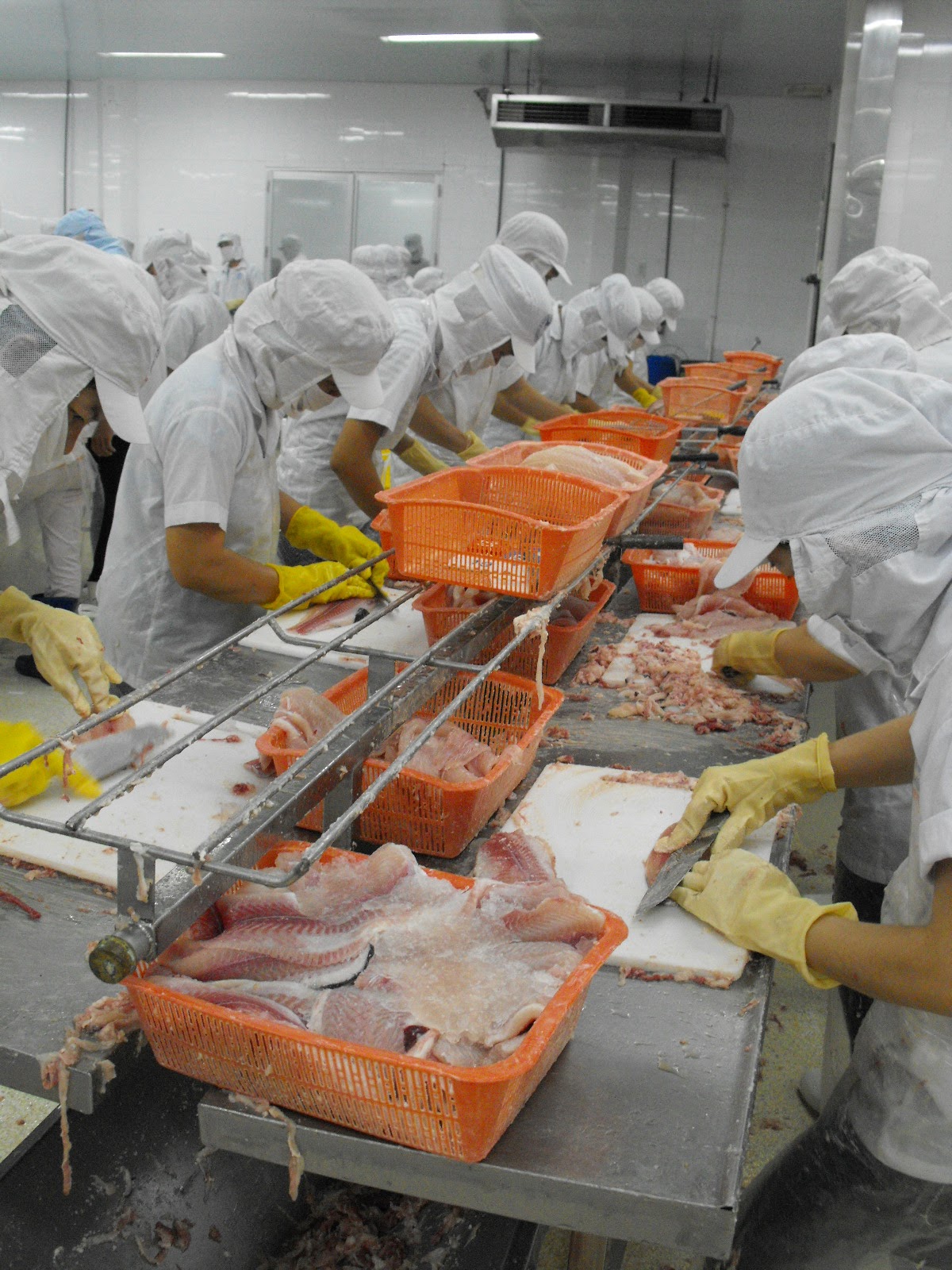 La Vie au Vietnam Visit to a Fish Processing Factory