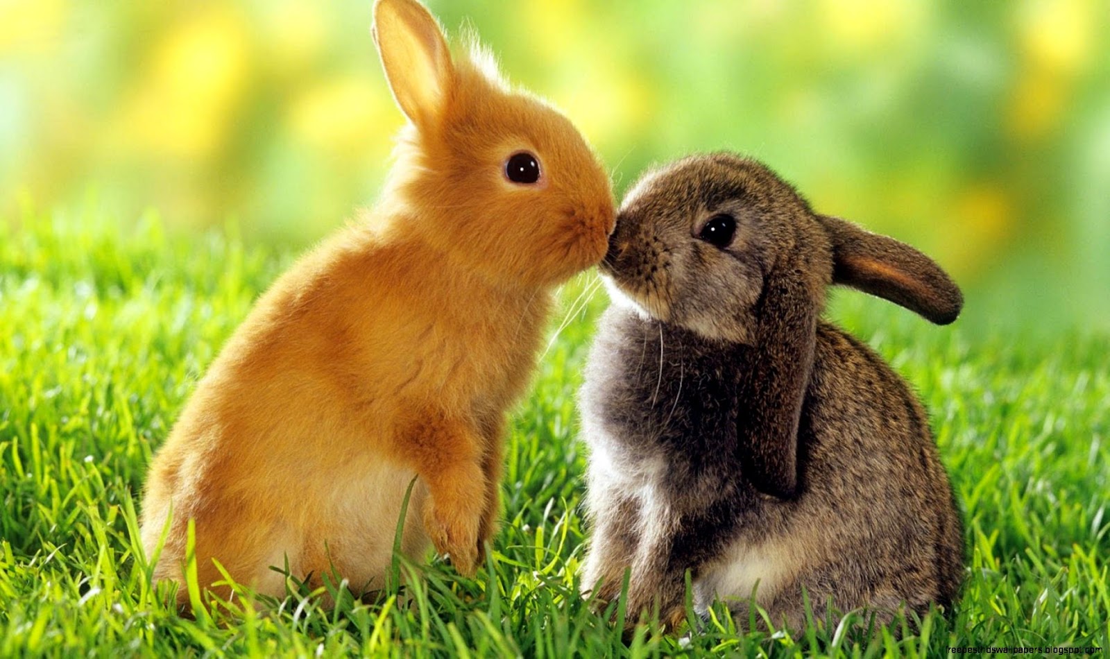 Cute Baby Bunny Rabbits Cute Baby Bunny Rabbits