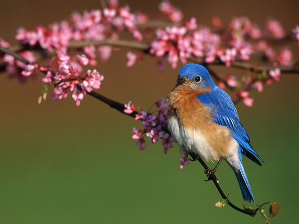 அழகிய பறவைகள் (Beautiful-Blue-Bird-Wallpaper) Beautiful-blue-bird-wallpaper+1+%25284%2529