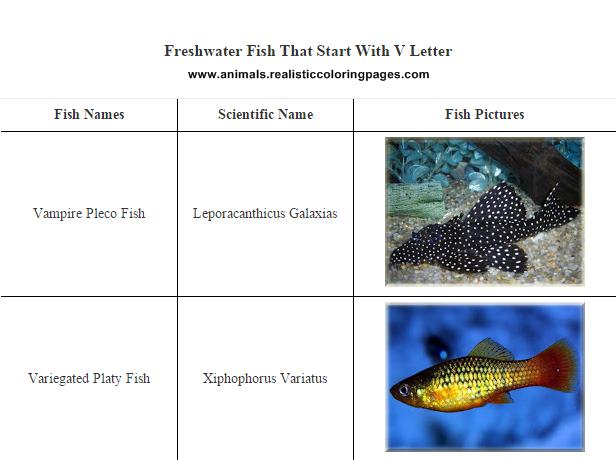 Fish That Start With Letter Q Fish That Start With Letter Q