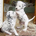 Lovely Dalmatian puppies
