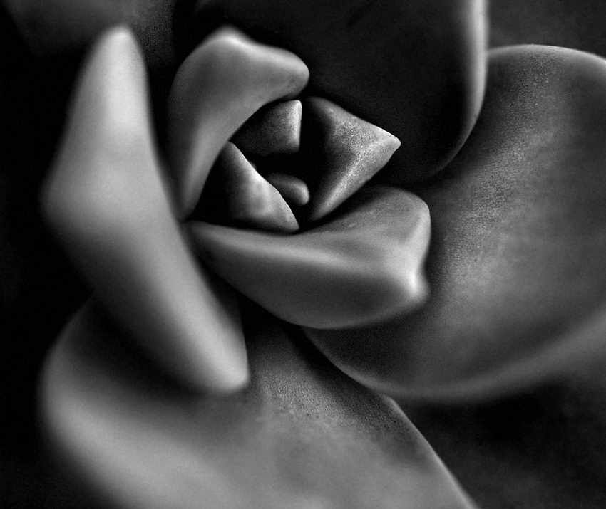 Graptopetalum Fotografia macro com grande abertura, dando pouca profundidade de campo