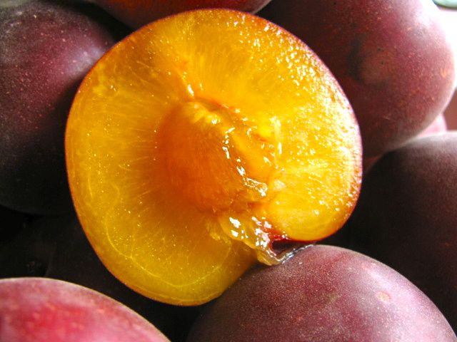 velvet apricot