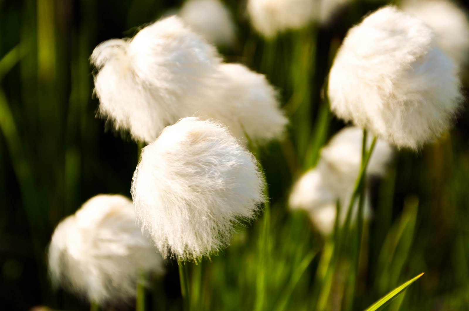 Cotton Grass. Looks so soft and fluffy!! Plants leaves, Beautiful