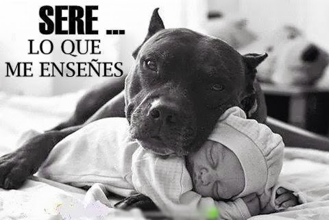 perrito co quien se mete con los pitbull