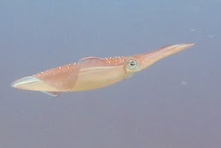 squid in cyprus diving