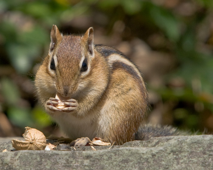chipmunk images chipmunk images