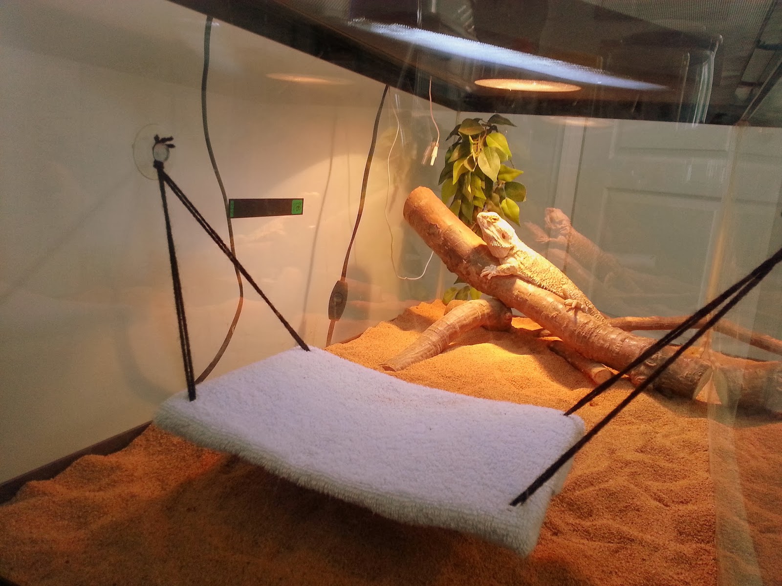 bearded-dragon-9