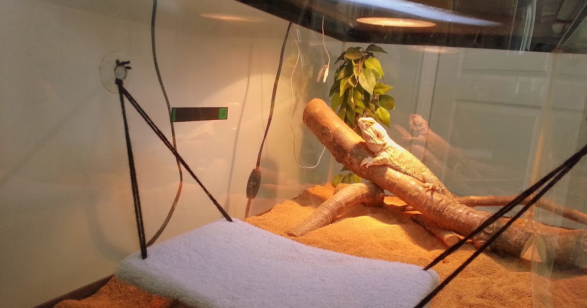 bearded-dragon-hammock-4