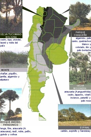 Argentina y sus bosques.