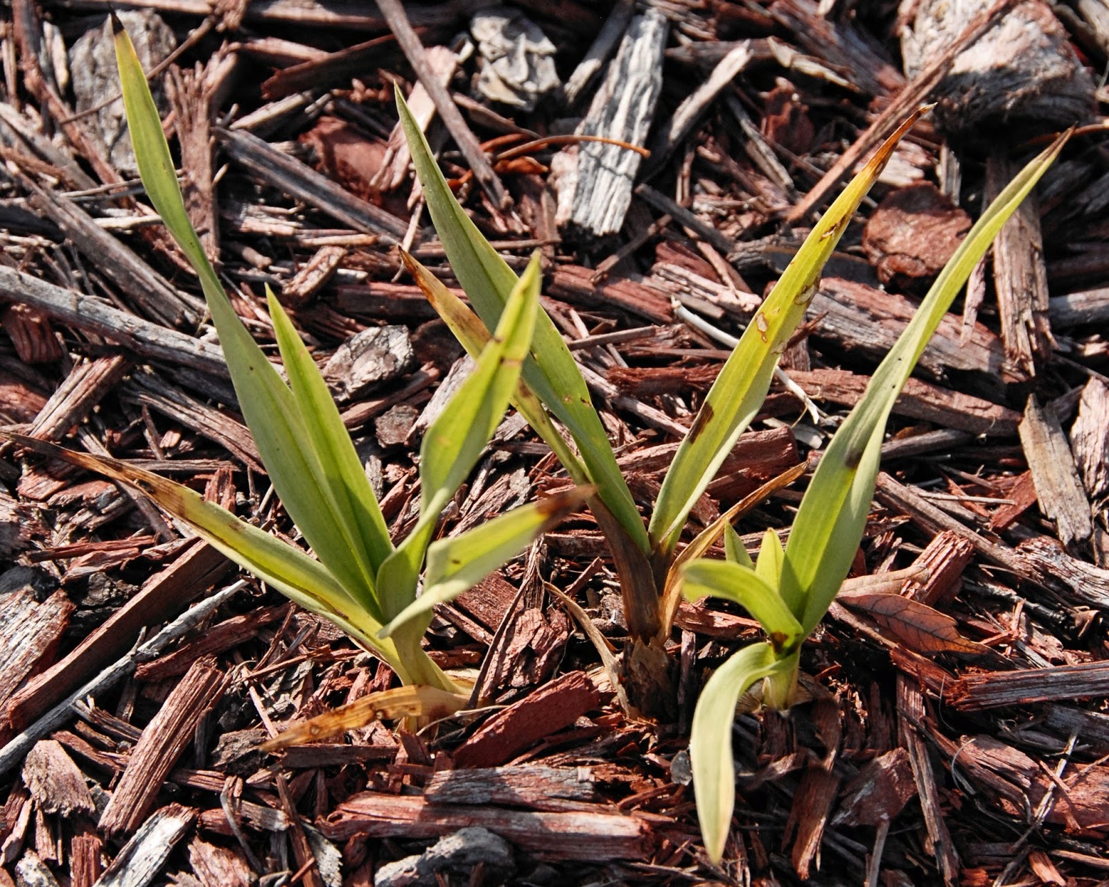 University of Florida/IFAS Charlotte County Extension