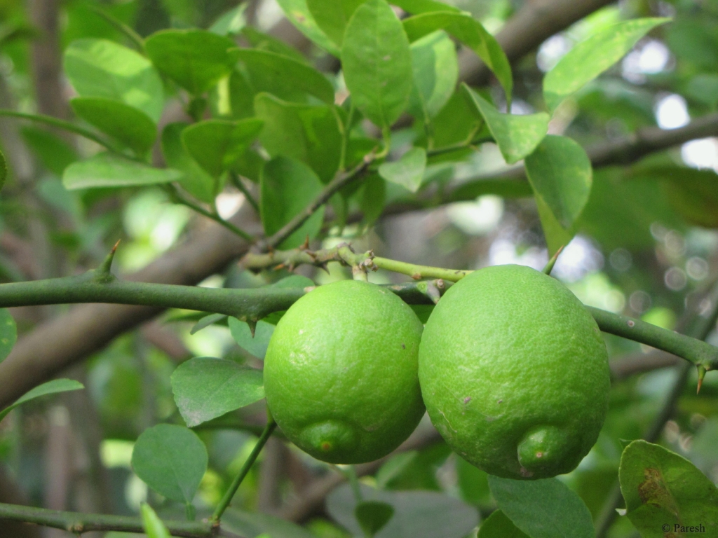 Kitchen dish pans 53242, zinc cooking pots review, kitchen pantry doors